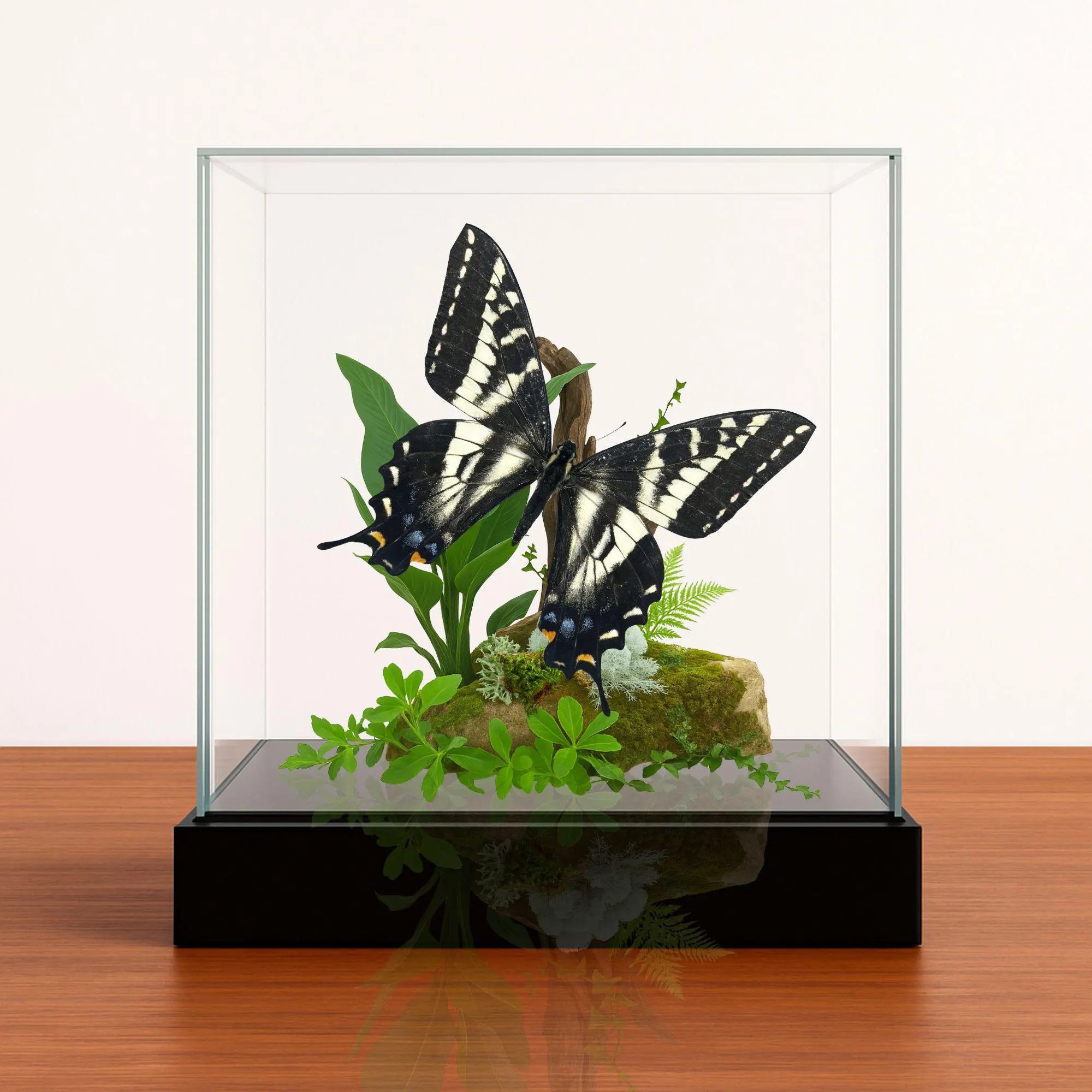 apilio eurymedon Butterfly Diorama – 6×6×6 Acrylic Display