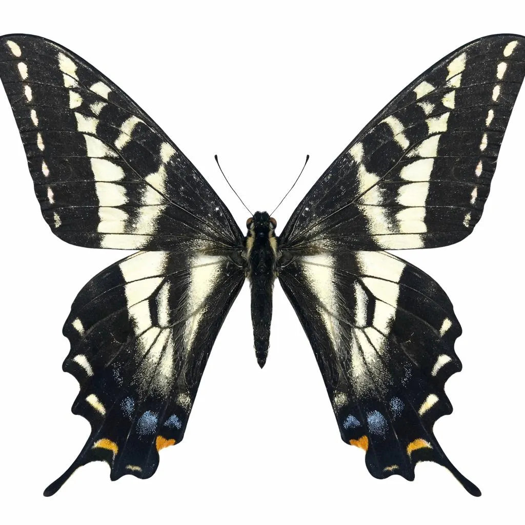 apilio eurymedon Butterfly Diorama – 6×6×6 Acrylic Display