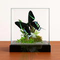 Urania leilus Moth Diorama – 6×6×6 Acrylic Display