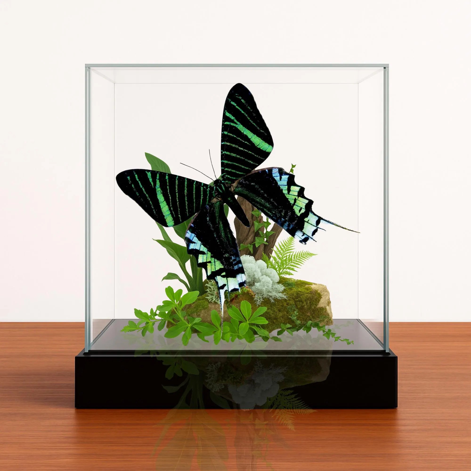 Urania leilus Moth Diorama – 6×6×6 Acrylic Display