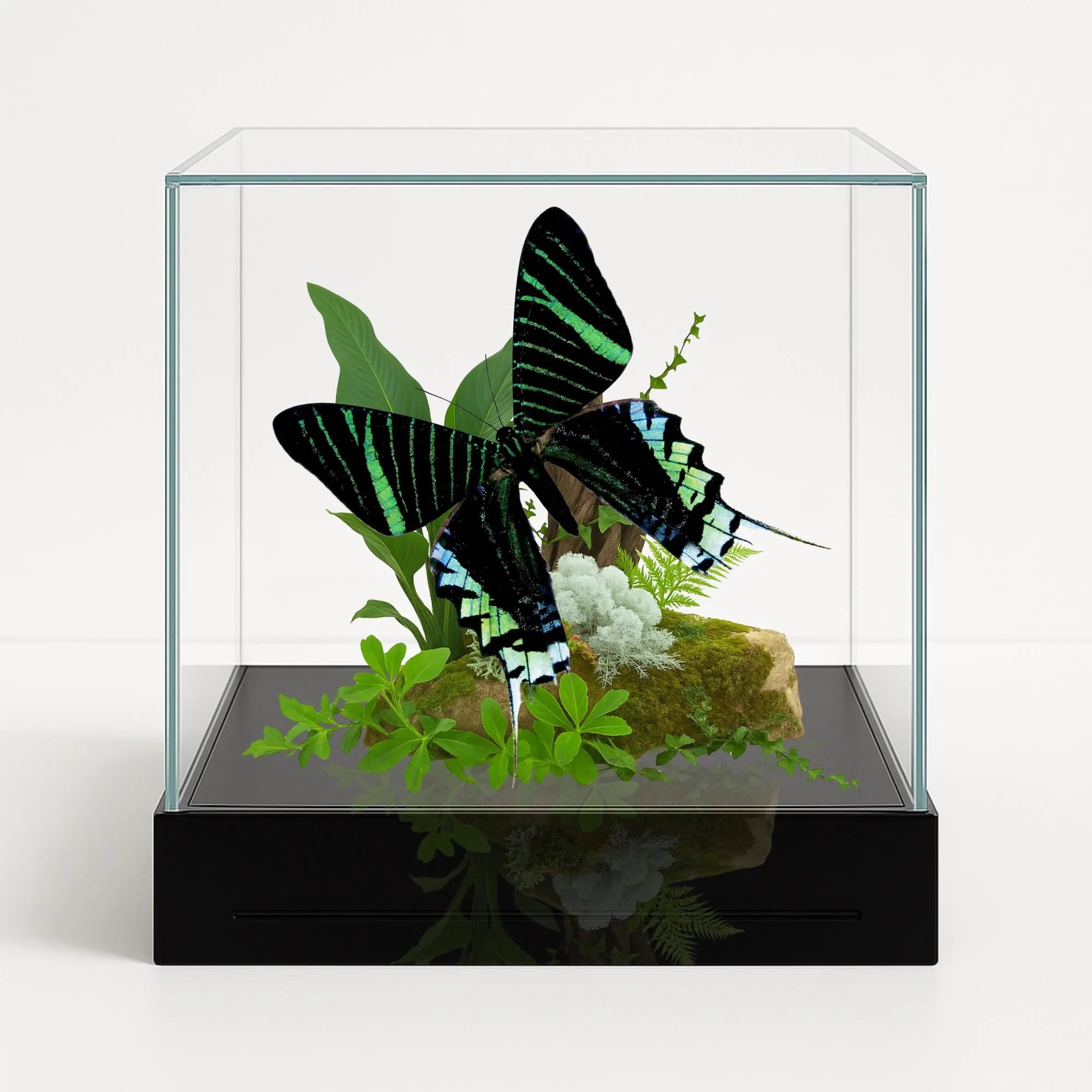 Urania leilus Moth Diorama – 6×6×6 Acrylic Display
