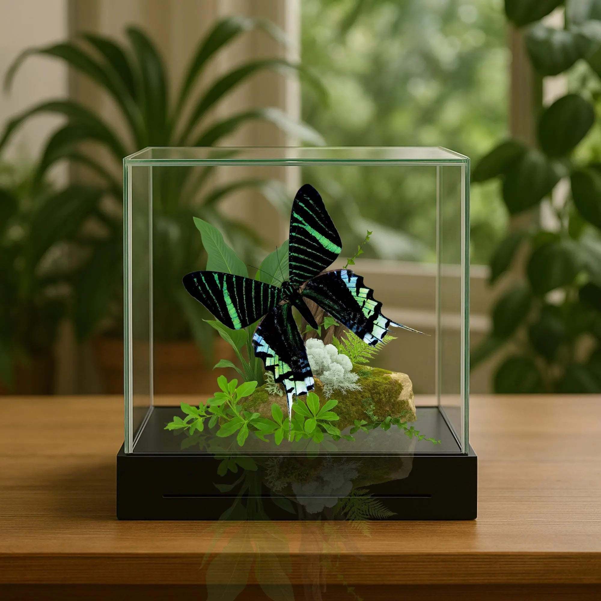 Urania leilus Moth Diorama – 6×6×6 Acrylic Display
