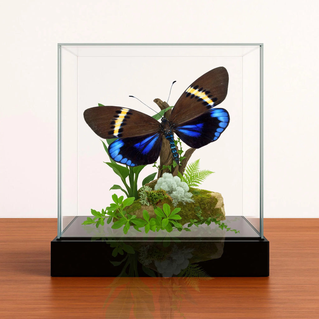 Eterusia repleta Moth Diorama – 6×6×6 Acrylic Display