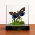 Eterusia repleta Moth Diorama – 6×6×6 Acrylic Display
