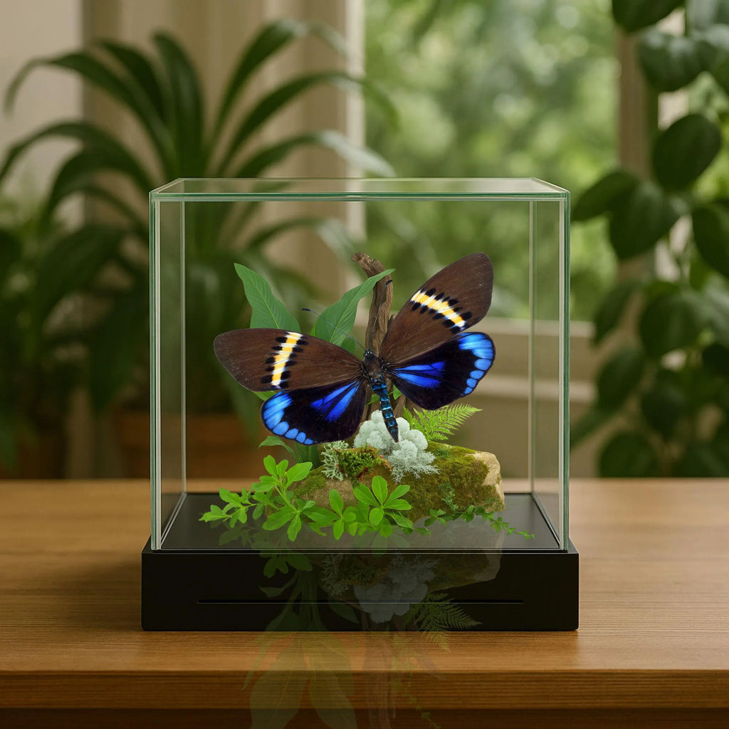 Eterusia repleta Moth Diorama – 6×6×6 Acrylic Display