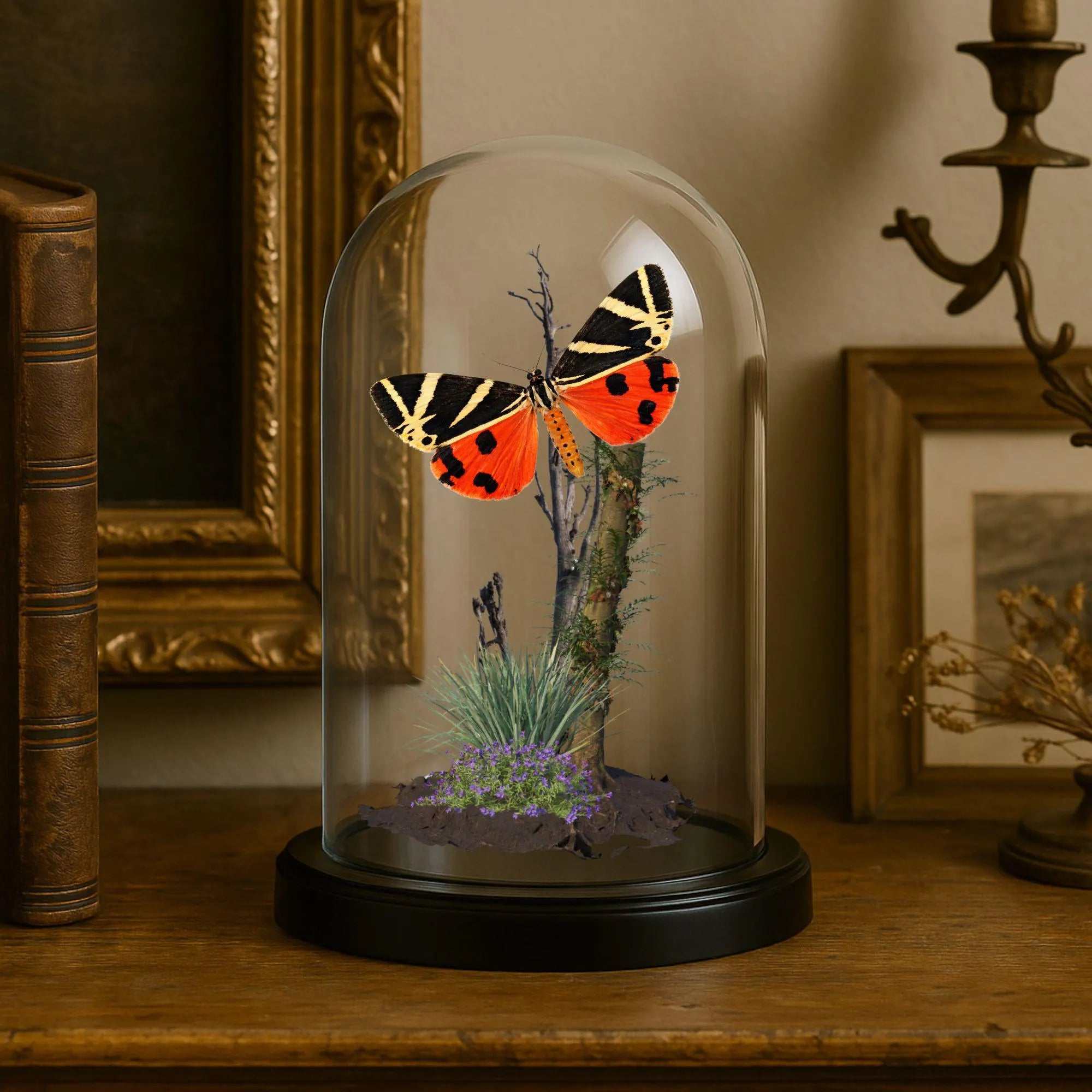 Euplagia quadripunctaria Jersey Tiger Moth Cloche Dome Diorama – Natural History Display 6x4 Acrylic