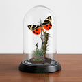 Euplagia quadripunctaria Jersey Tiger Moth Cloche Dome Diorama – Natural History Display 6x4 Acrylic