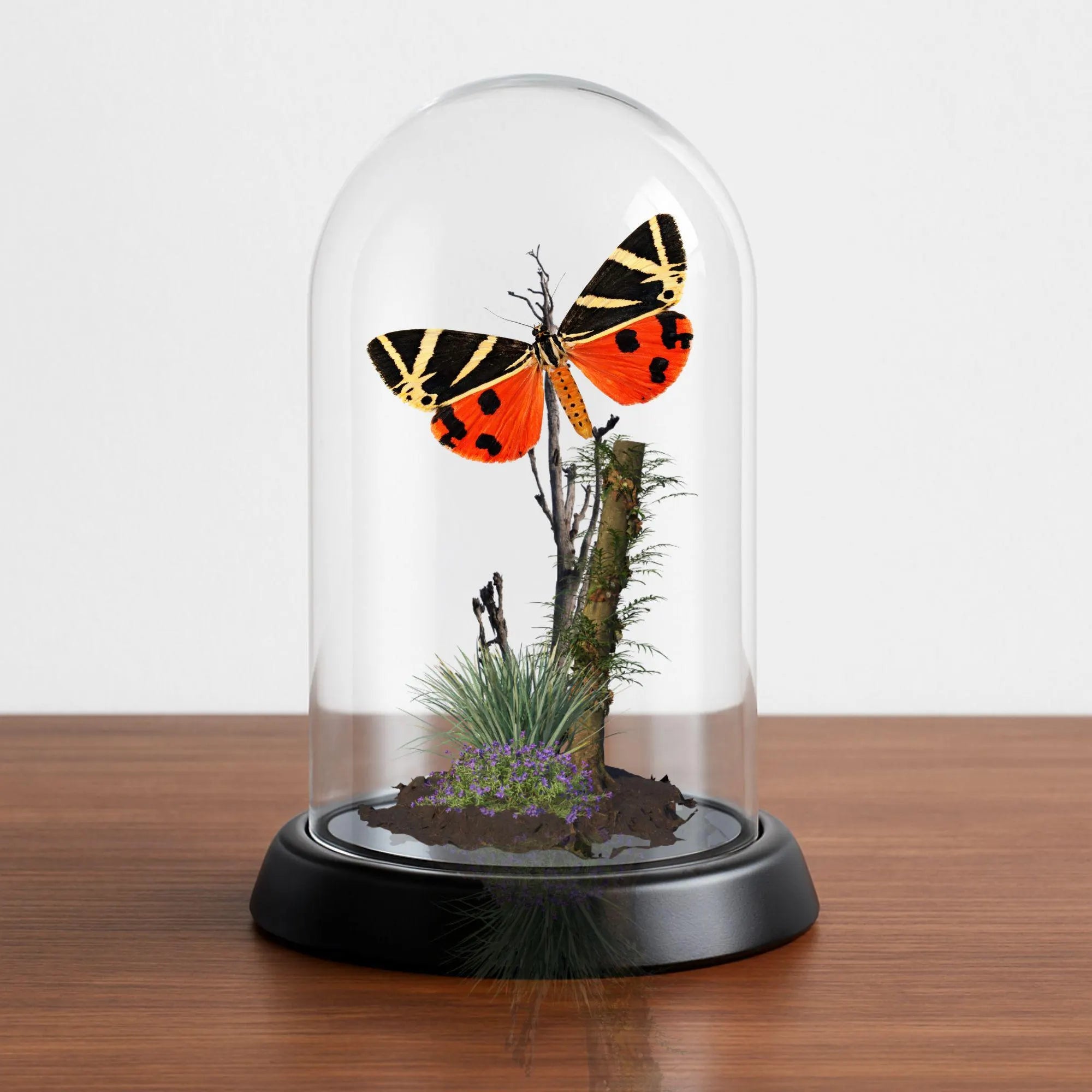 Euplagia quadripunctaria Jersey Tiger Moth Cloche Dome Diorama – Natural History Display 6x4 Acrylic