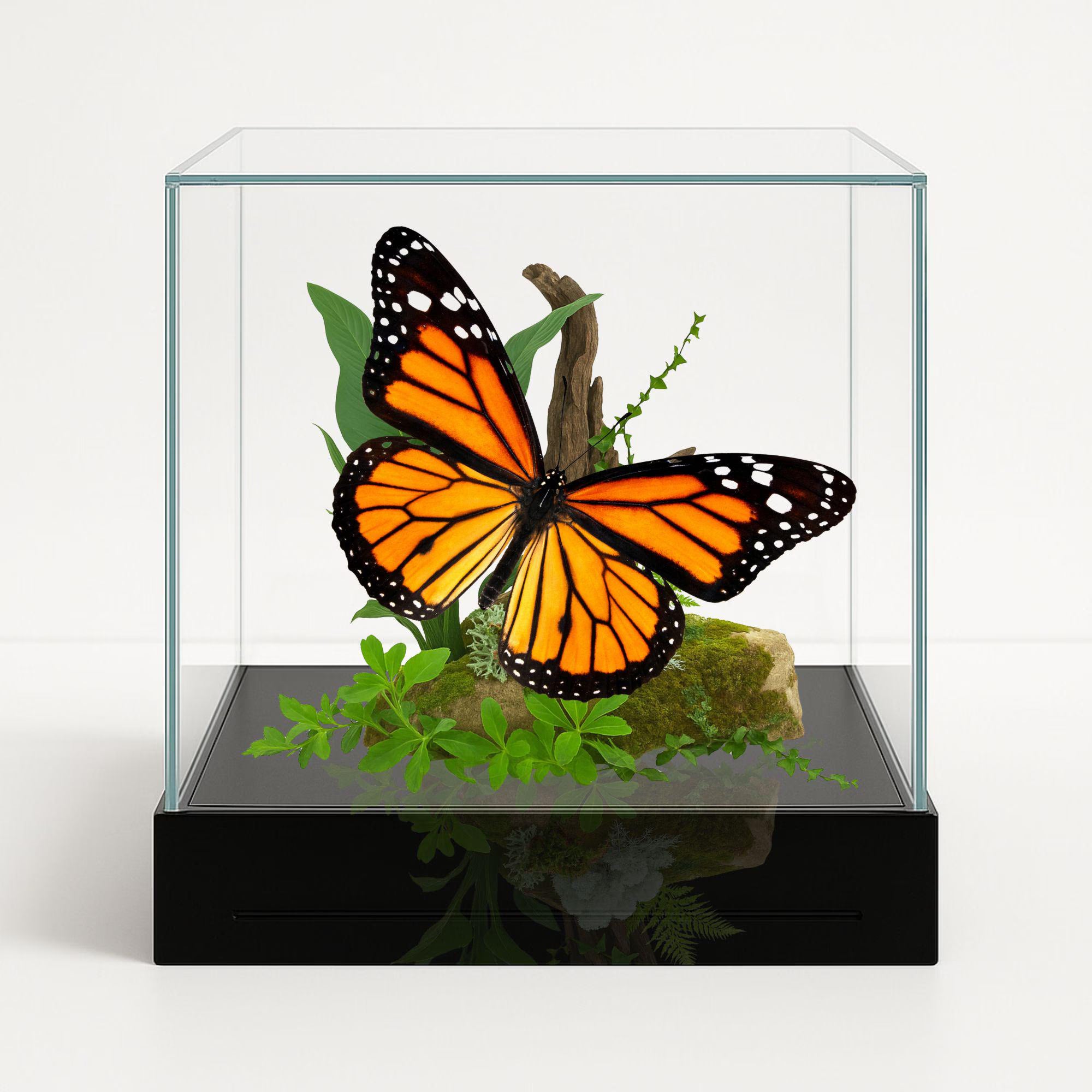 Danaus plexippus Butterfly Diorama – 6×6×6 Acrylic Display