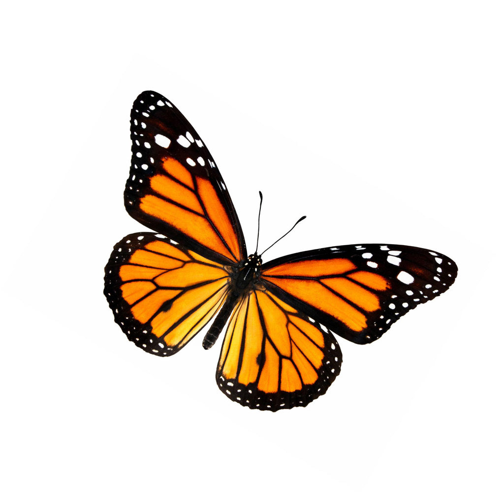 Danaus plexippus Butterfly Diorama – 6×6×6 Acrylic Display