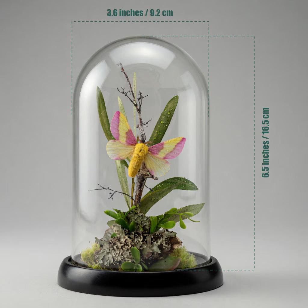 Dryocampa rubicunda Rosy Maple Moth Cloche Dome Diorama – Natural History Display 6x4 Acrylic