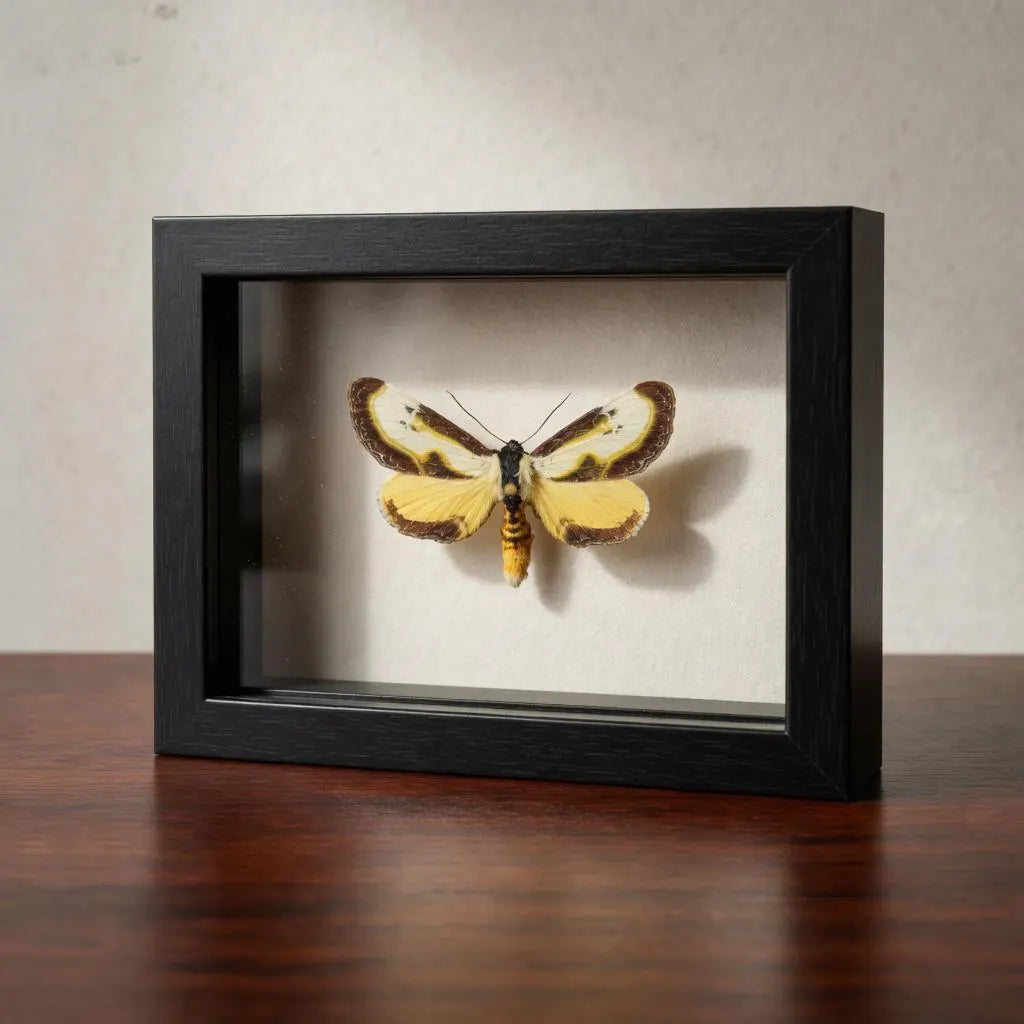 Framed Beautiful Wood Nymph Moth Specimen (Eudryas grata)