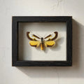 Framed Beautiful Wood Nymph Moth Specimen (Eudryas grata)