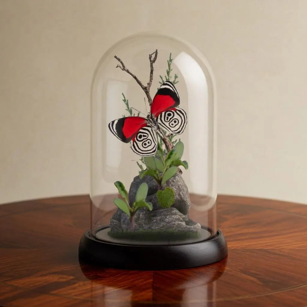 Diaethria anna Eighty-Eight Butterfly Cloche Dome Diorama – Natural History Display 6x4 Acrylic
