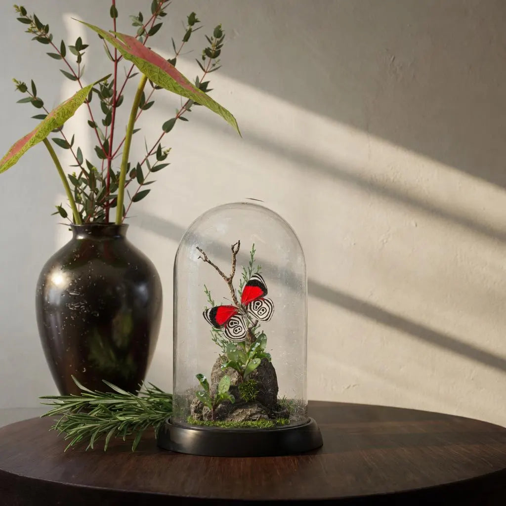 Diaethria anna Eighty-Eight Butterfly Cloche Dome Diorama – Natural History Display 6x4 Acrylic