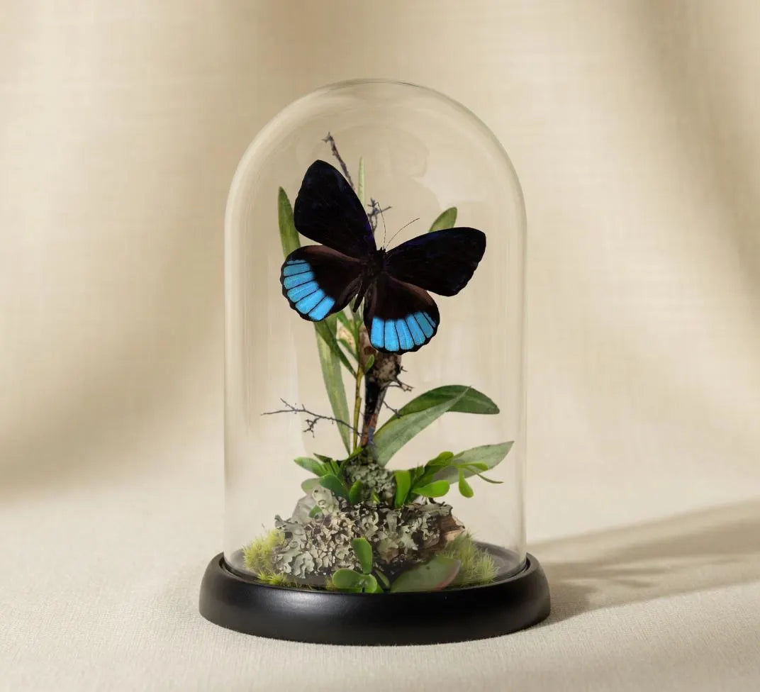 Eunica norica Blue Emperor Butterfly Cloche Dome Diorama – Natural History Display 6x4 Acrylic