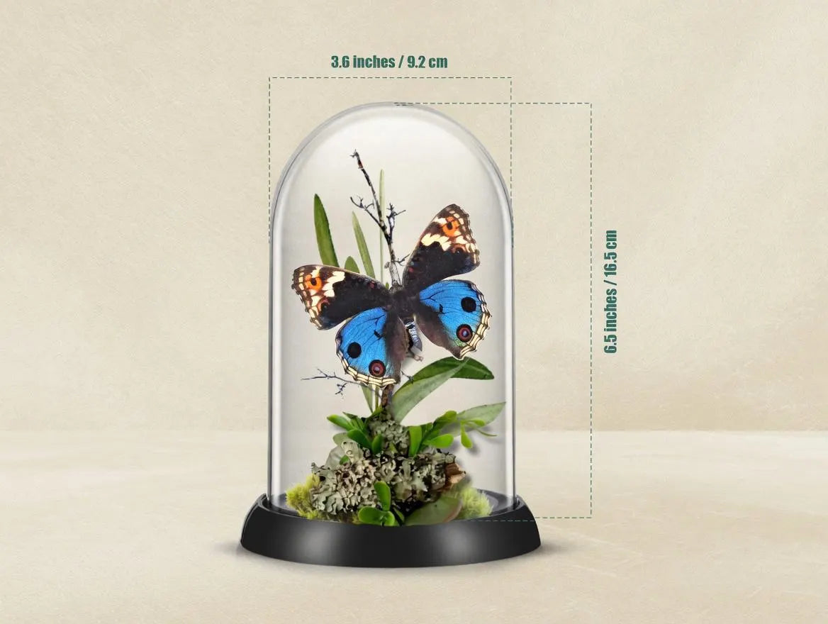 Junonia orithya Blue Buckeye Butterfly Cloche Dome Diorama – Natural History Display 6x4 Acrylic