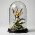 Dryocampa rubicunda Rosy Maple Moth Cloche Dome Diorama – Natural History Display 6x4 Acrylic