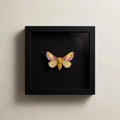 Framed Rosy Maple Moth Specimen (Dryocampa rubicunda)