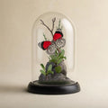 Diaethria anna Eighty-Eight Butterfly Cloche Dome Diorama – Natural History Display 6x4 Acrylic