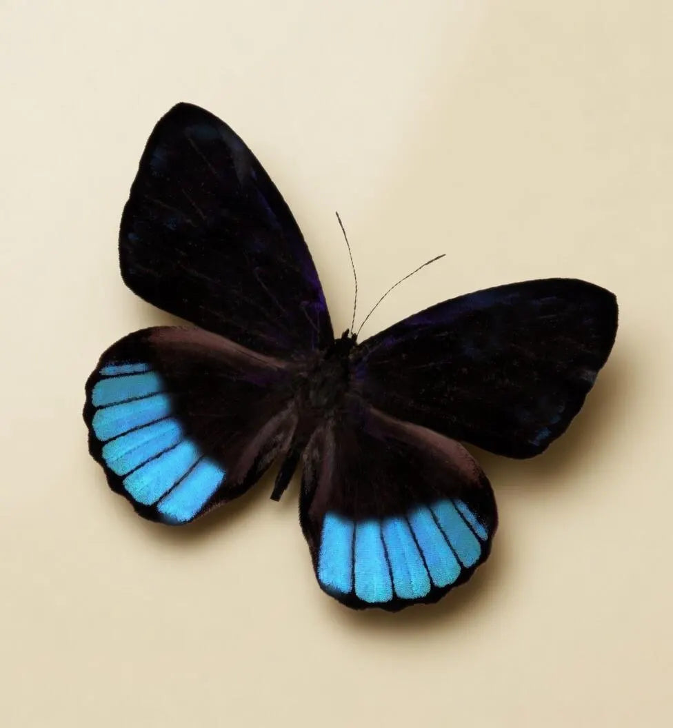 Eunica norica Blue Emperor Butterfly Cloche Dome Diorama – Natural History Display 6x4 Acrylic