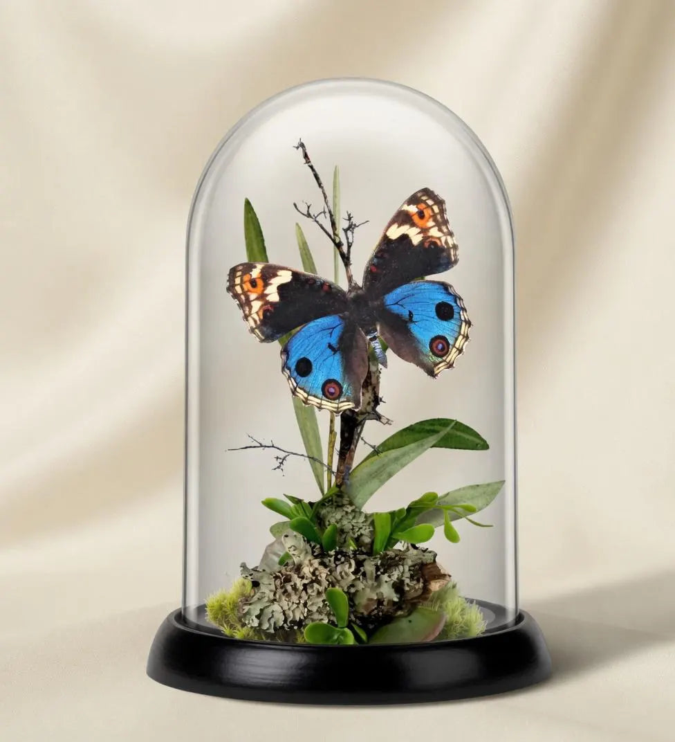 Junonia orithya Blue Buckeye Butterfly Cloche Dome Diorama – Natural History Display 6x4 Acrylic