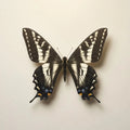 Papilio eurymedon Pinned Specimen – Wings Spread Pale Swallowtail
