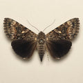 Erinnyis ello Pinned Specimen – Wings Spread SphCatocala epione Pinned Specimen – Wings Spread Underwing Mothinx Moth (Copy)